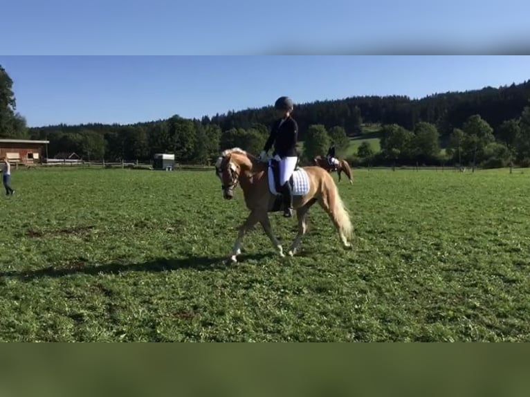 Edelbluthaflinger Gelding 10 years 15 hh Chestnut-Red in Roßhaupten