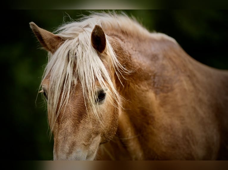 Edelbluthaflinger Gelding 11 years 14.3 hh Chestnut-Red in Langenorla