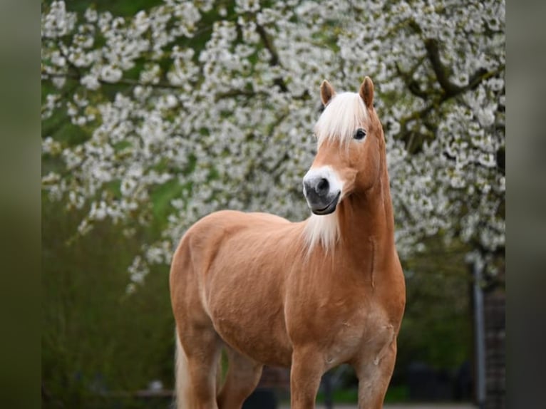 Edelbluthaflinger Gelding 11 years 14.3 hh Chestnut-Red in Langenorla