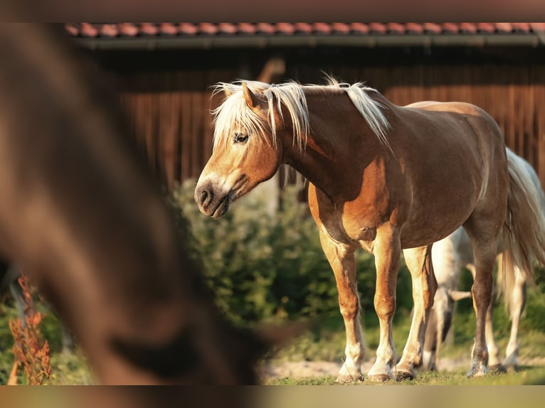 Edelbluthaflinger Gelding 11 years 14.3 hh Chestnut-Red in Langenorla