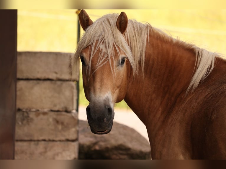Edelbluthaflinger Gelding 11 years 14.3 hh Chestnut-Red in Langenorla
