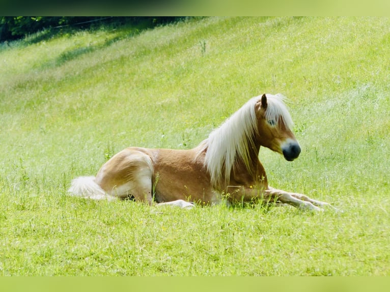 Edelbluthaflinger Gelding 11 years 14,3 hh Chestnut-Red in Langenorla