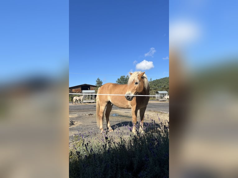 Edelbluthaflinger Gelding 11 years 14,3 hh Chestnut-Red in Langenorla