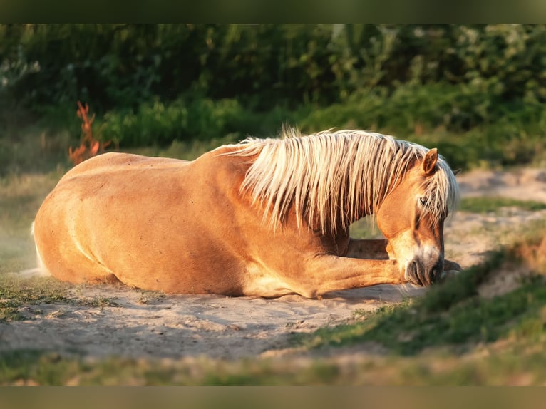 Edelbluthaflinger Gelding 11 years 14,3 hh Chestnut-Red in Langenorla