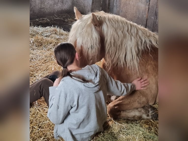 Edelbluthaflinger Gelding 12 years 13.3 hh Chestnut-Red in Künzelsau