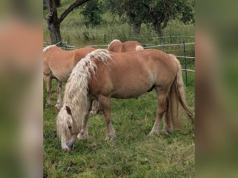 Edelbluthaflinger Gelding 12 years 13.3 hh Chestnut-Red in Künzelsau
