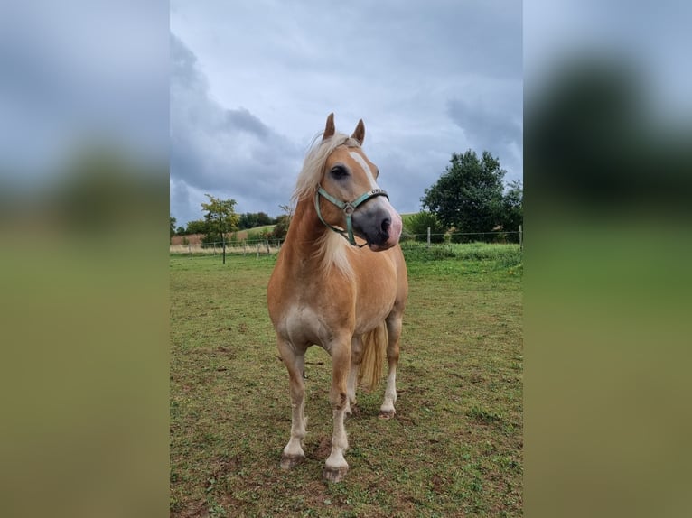 Edelbluthaflinger Gelding 12 years 13.3 hh Chestnut-Red in Künzelsau