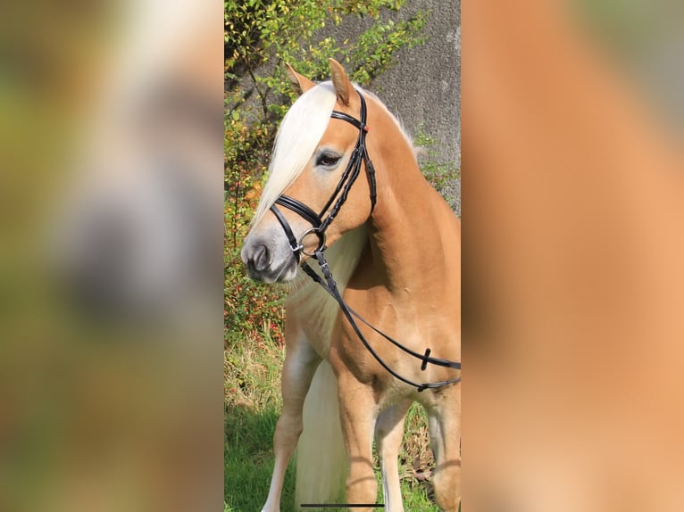 Edelbluthaflinger Gelding 12 years 14,1 hh Chestnut-Red in Giengen an der Brenz