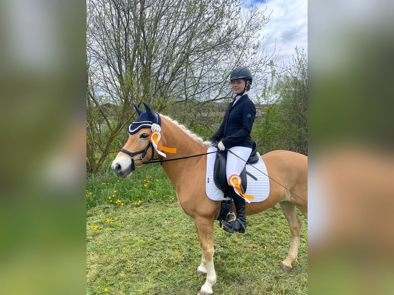 Edelbluthaflinger Gelding 12 years 14,1 hh Chestnut-Red in Giengen an der Brenz