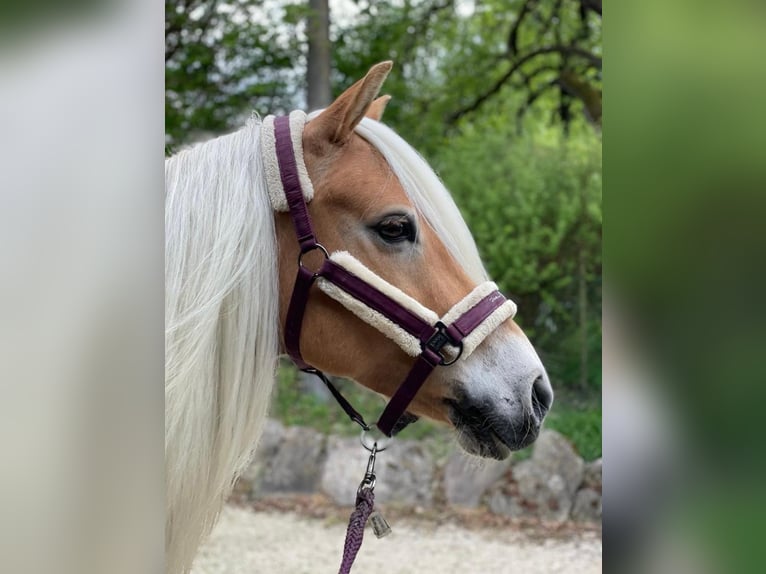 Edelbluthaflinger Gelding 12 years 14,1 hh Chestnut-Red in Giengen an der Brenz