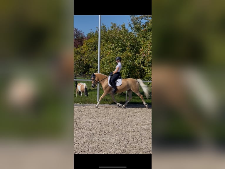 Edelbluthaflinger Gelding 12 years 14,1 hh Chestnut-Red in Giengen an der Brenz
