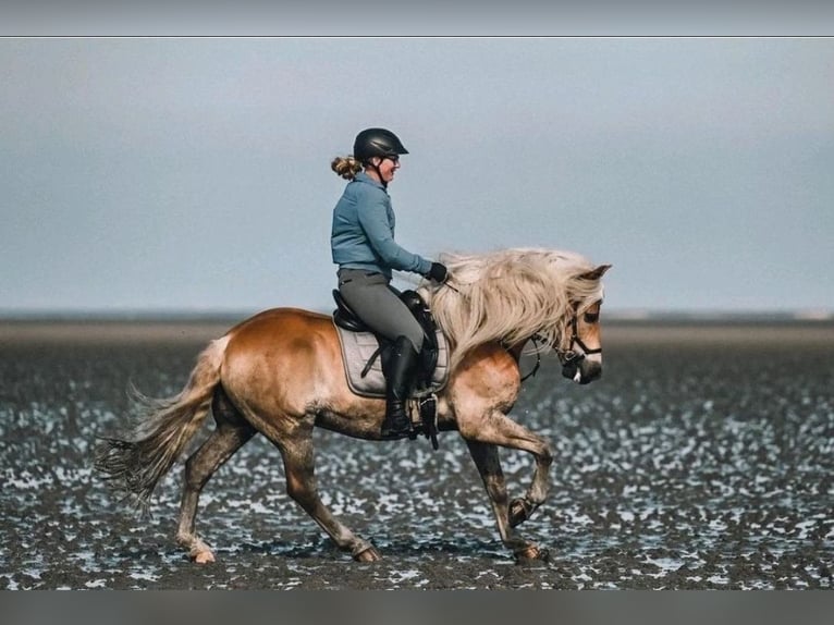 Edelbluthaflinger Gelding 12 years 15,1 hh Chestnut-Red in Warendorf