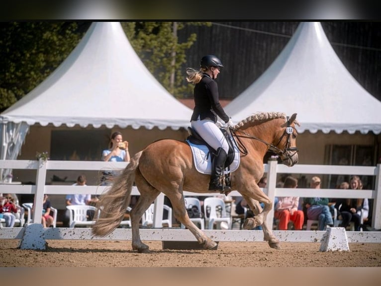 Edelbluthaflinger Gelding 12 years 15,1 hh Chestnut-Red in Warendorf