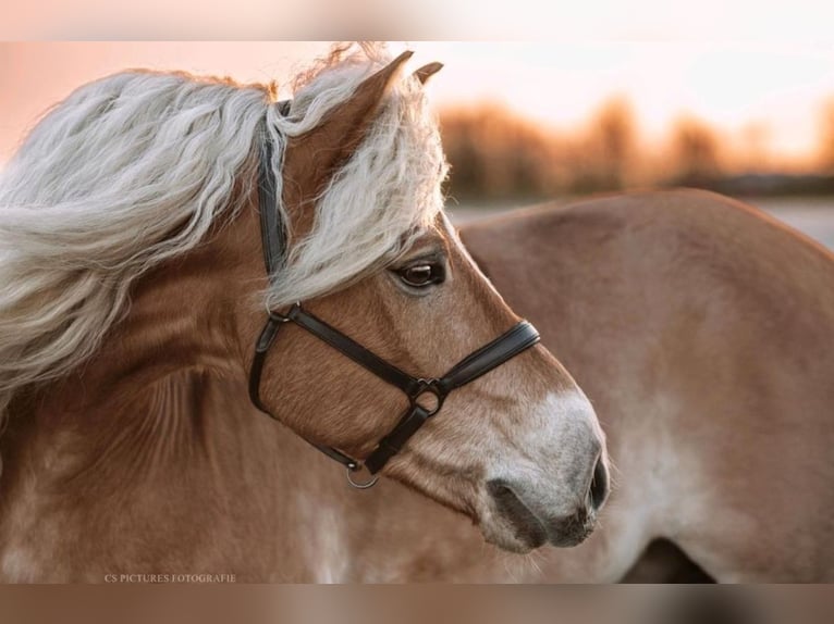 Edelbluthaflinger Gelding 12 years 15,1 hh Chestnut-Red in Warendorf