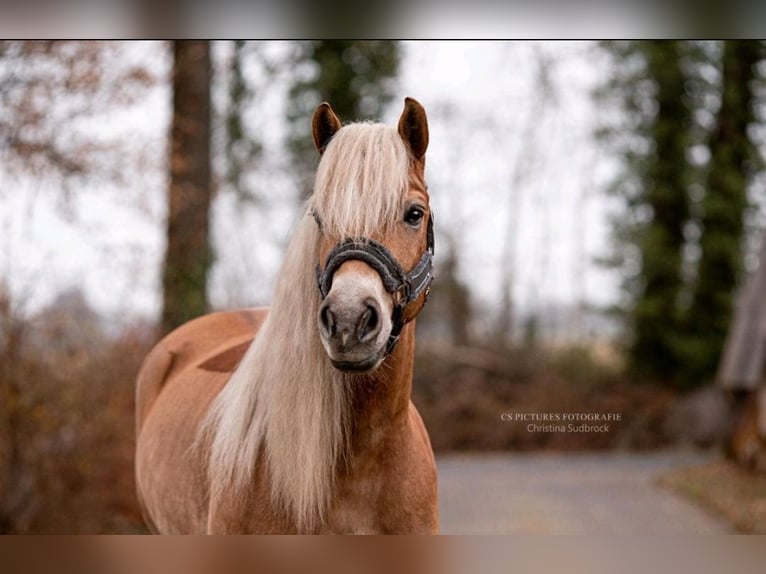 Edelbluthaflinger Gelding 12 years 15,1 hh Chestnut-Red in Warendorf