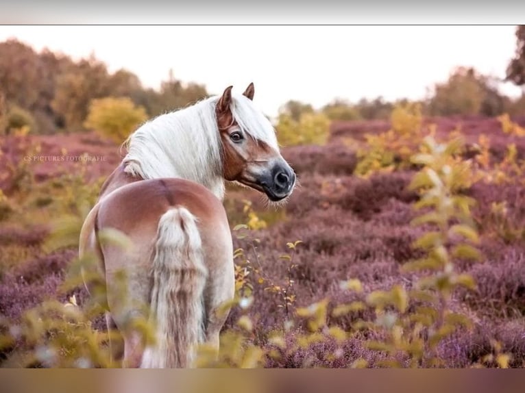 Edelbluthaflinger Gelding 12 years 15,1 hh Chestnut-Red in Warendorf