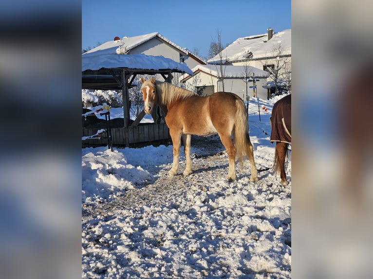 Edelbluthaflinger Gelding 13 years 14,2 hh Chestnut-Red in Langenbach