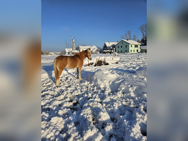 Edelbluthaflinger Gelding 13 years 14,2 hh Chestnut-Red in Langenbach