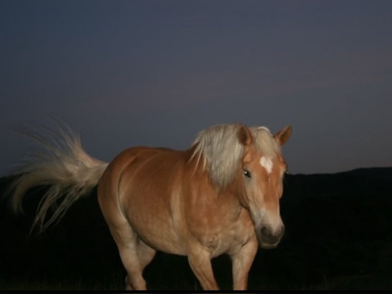 Edelbluthaflinger Gelding 14 years 14,2 hh Chestnut-Red in Fischbachtal