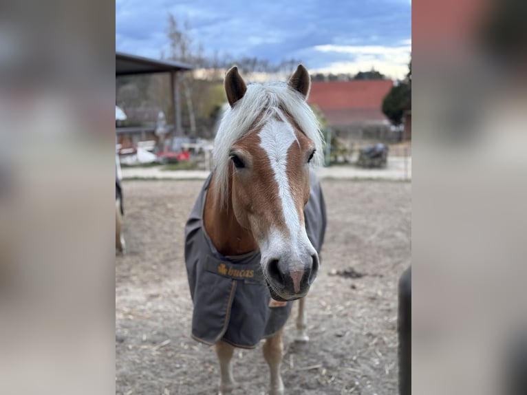 Edelbluthaflinger Gelding 15 years 15,1 hh Chestnut-Red in Lutherstadt Wittenberg