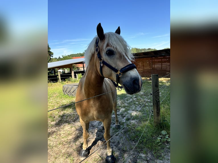 Edelbluthaflinger Gelding 15 years 15,1 hh Chestnut-Red in Lutherstadt Wittenberg