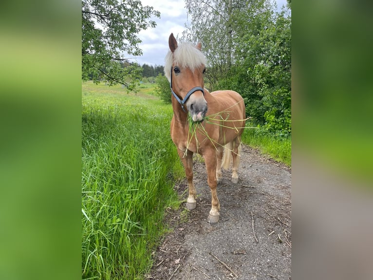 Edelbluthaflinger Gelding 15 years 15,2 hh Chestnut-Red in MaselheimMaselheim