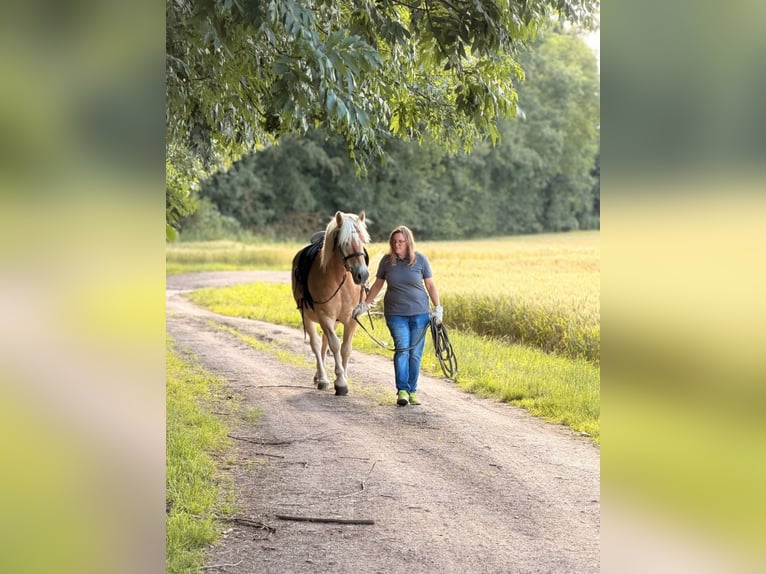 Edelbluthaflinger Gelding 17 years 15.1 hh Chestnut-Red in Halberstadt