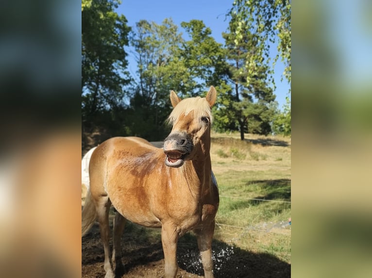 Edelbluthaflinger Gelding 17 years 15.1 hh Chestnut-Red in Halberstadt