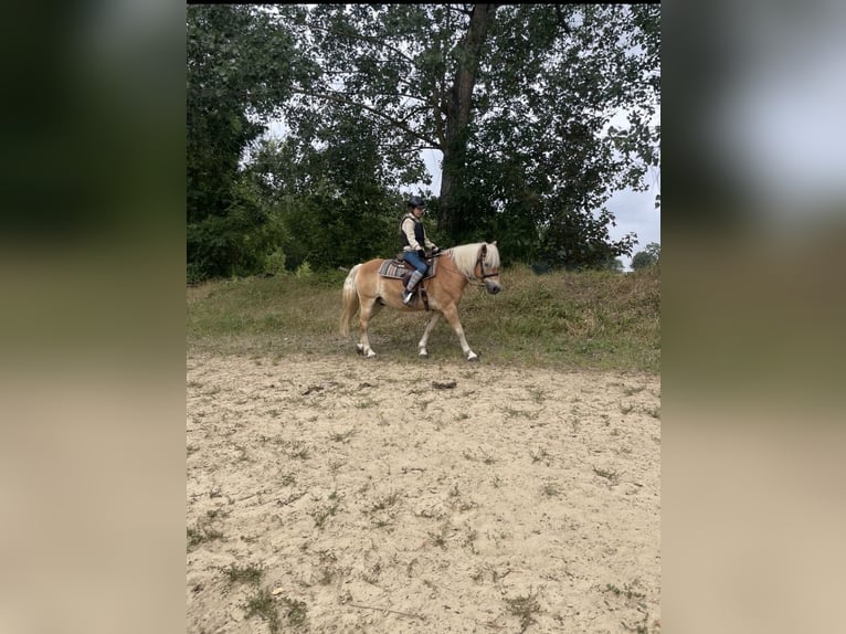 Edelbluthaflinger Gelding 17 years 15.1 hh Chestnut-Red in Halberstadt