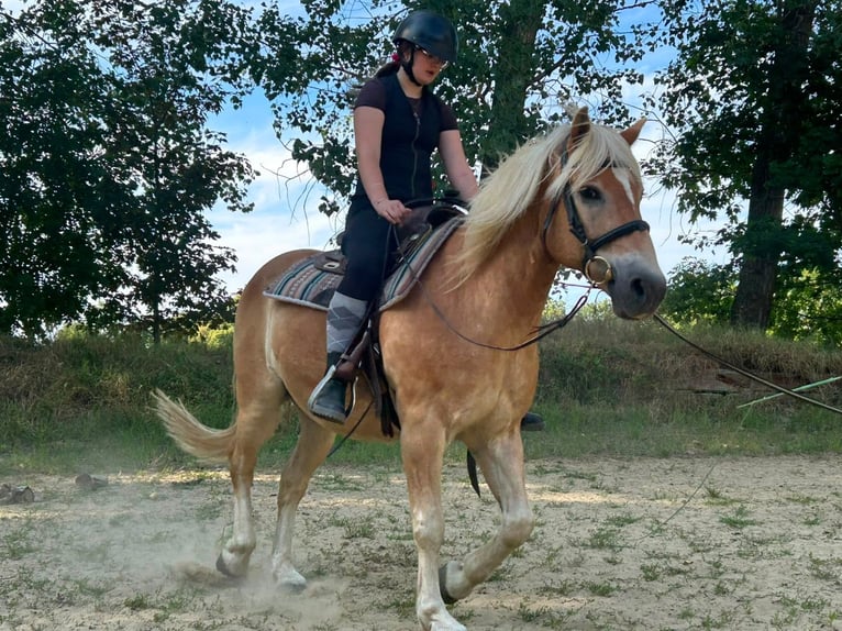 Edelbluthaflinger Gelding 17 years 15.1 hh Chestnut-Red in Halberstadt
