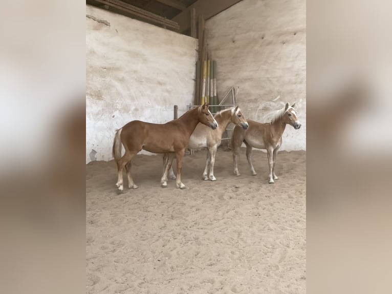 Edelbluthaflinger Gelding 1 year 14.2 hh Palomino in Scheßlitz
