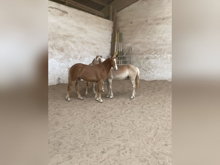 Edelbluthaflinger Gelding 1 year 14.2 hh Palomino in Scheßlitz