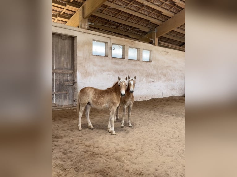 Edelbluthaflinger Gelding 1 year 14.2 hh Palomino in Scheßlitz