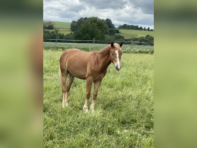 Edelbluthaflinger Gelding 1 year 14.2 hh Palomino in Scheßlitz