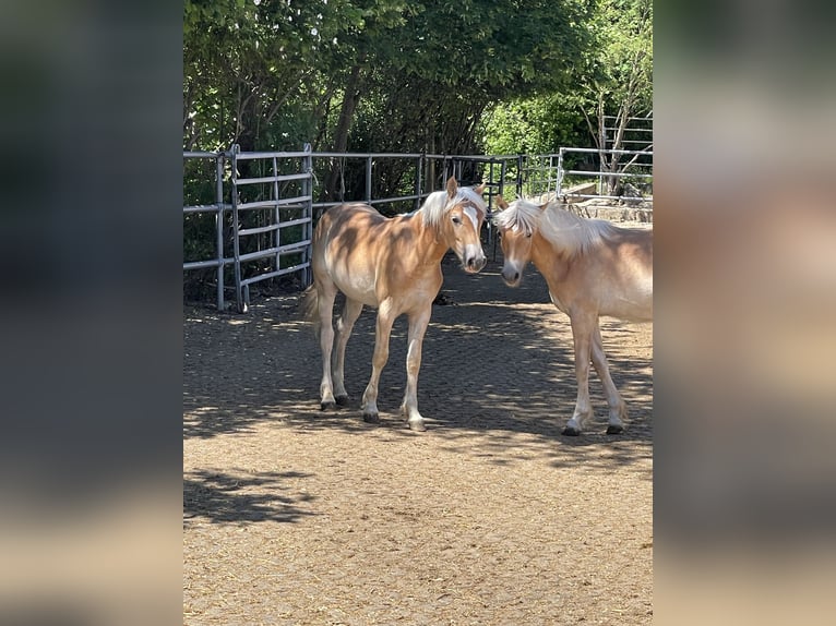 Edelbluthaflinger Gelding 1 year 14.2 hh Palomino in Scheßlitz