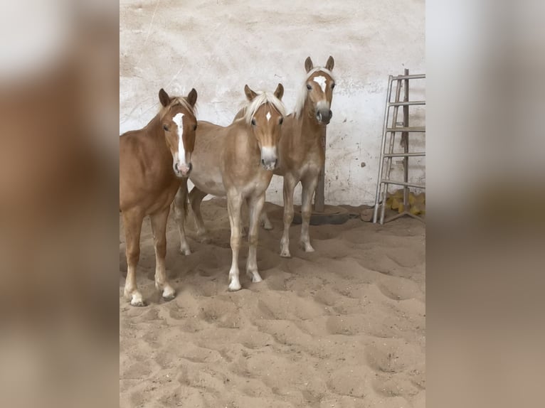 Edelbluthaflinger Gelding 1 year 14.2 hh Palomino in Scheßlitz
