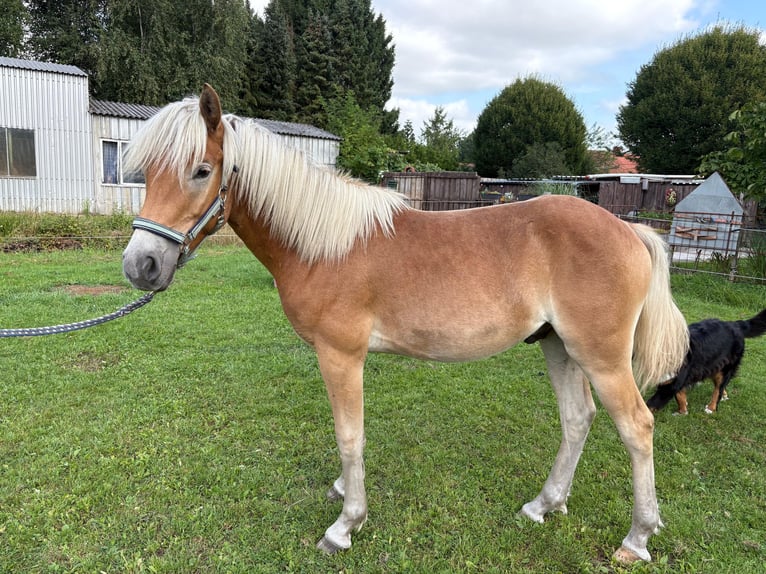 Edelbluthaflinger Gelding 1 year 14 hh Chestnut-Red in Surwold