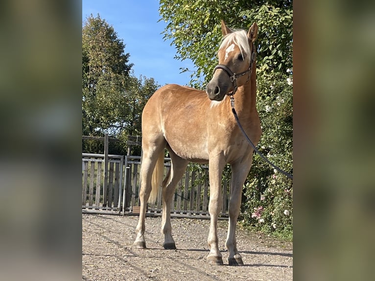 Edelbluthaflinger Gelding 1 year 14 hh Chestnut-Red in EngelsbrandEngelsbrand