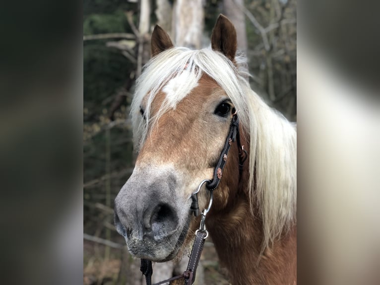 Edelbluthaflinger Gelding 20 years 14,2 hh in Alfdorf