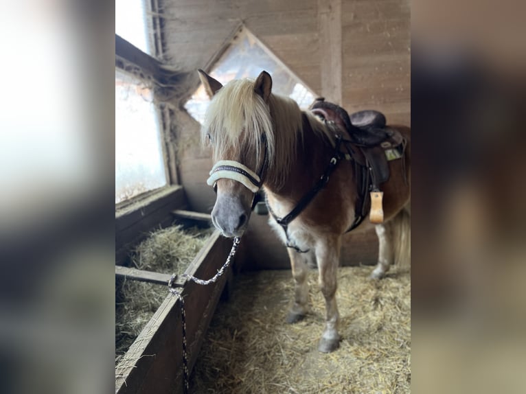 Edelbluthaflinger Gelding 20 years 14,2 hh in Alfdorf