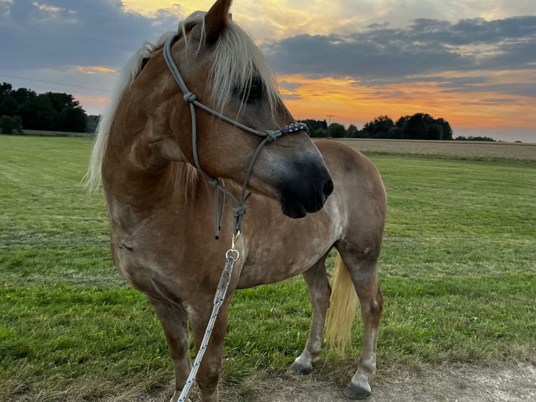 Edelbluthaflinger Gelding 21 years 14,2 hh in Alfdorf