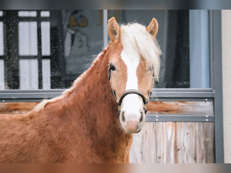 Edelbluthaflinger Gelding 2 years 14.1 hh Chestnut-Red in Ebermannsdorf