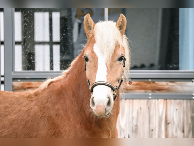 Edelbluthaflinger Gelding 2 years 14.1 hh Chestnut-Red in Ebermannsdorf