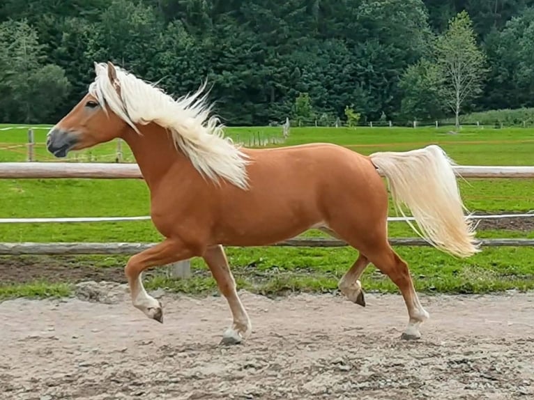 Edelbluthaflinger Gelding 2 years 14.2 hh Chestnut-Red in Bayrischzell