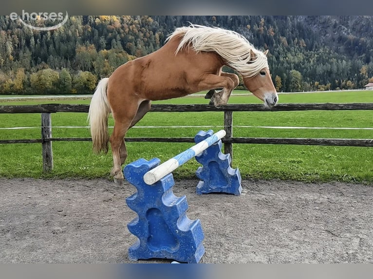 Edelbluthaflinger Gelding 2 years 14.2 hh Chestnut-Red in Bayrischzell