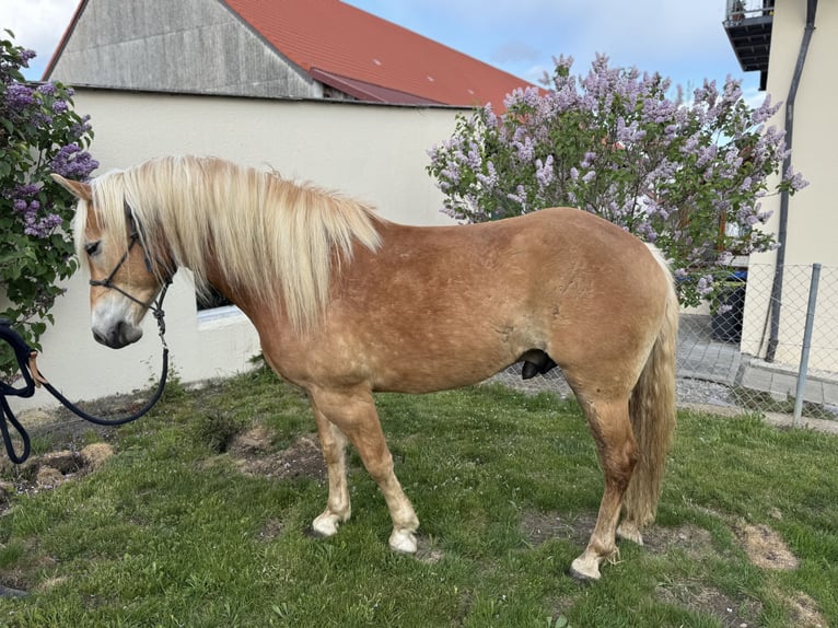 Edelbluthaflinger Gelding 2 years 14.2 hh Chestnut-Red in Erdweg
