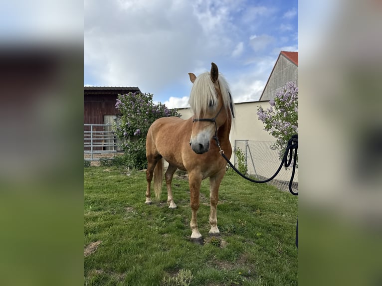 Edelbluthaflinger Gelding 2 years 14.2 hh Chestnut-Red in Erdweg
