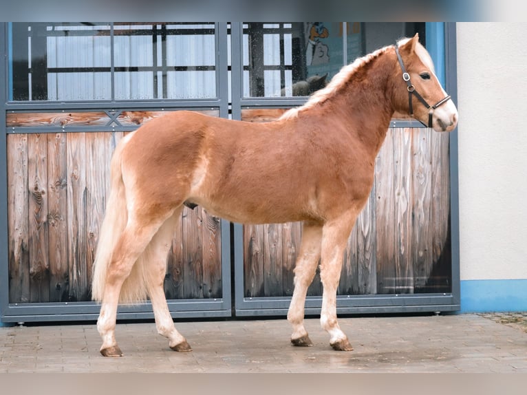 Edelbluthaflinger Gelding 2 years 14,1 hh Chestnut-Red in Ebermannsdorf