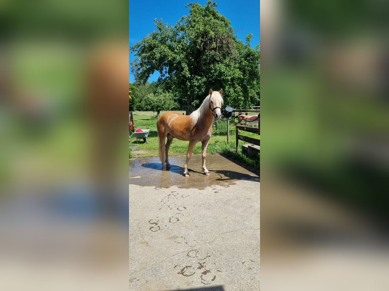 Edelbluthaflinger Gelding 2 years 14,1 hh in Berg