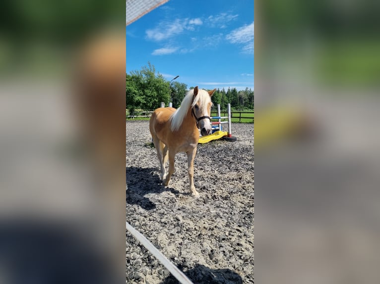 Edelbluthaflinger Gelding 2 years 14,1 hh in Berg